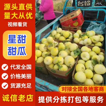 临沂费县星甜甜瓜小密罐成熟了脆甜香口感满满的有需要的联系
