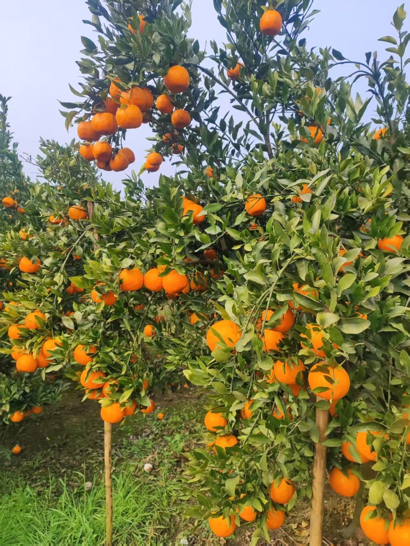 四川芦柑大量上市价格美丽承接电商市场来电有惊喜