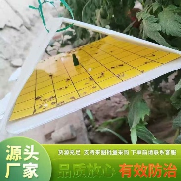 番茄潜叶蛾粘板套装含诱剂/厂家直发/量大从优/诚信经营