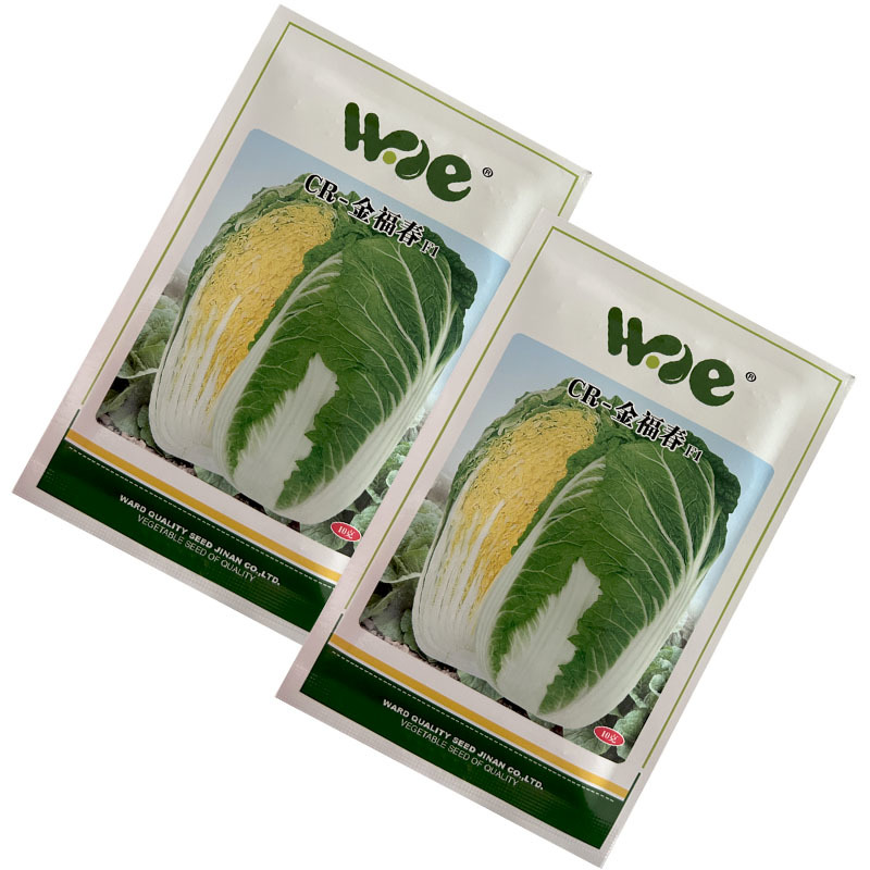 CR金白菜种子春季韩国黄芯春白菜种籽耐寒耐抽早春黄心大白