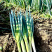 天杂一号杂交长白大葱种子200g山东章丘高白大葱籽耐倒伏