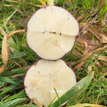 云南鲜大蒜精品紫皮蒜基地一手货源保质保量可视频
