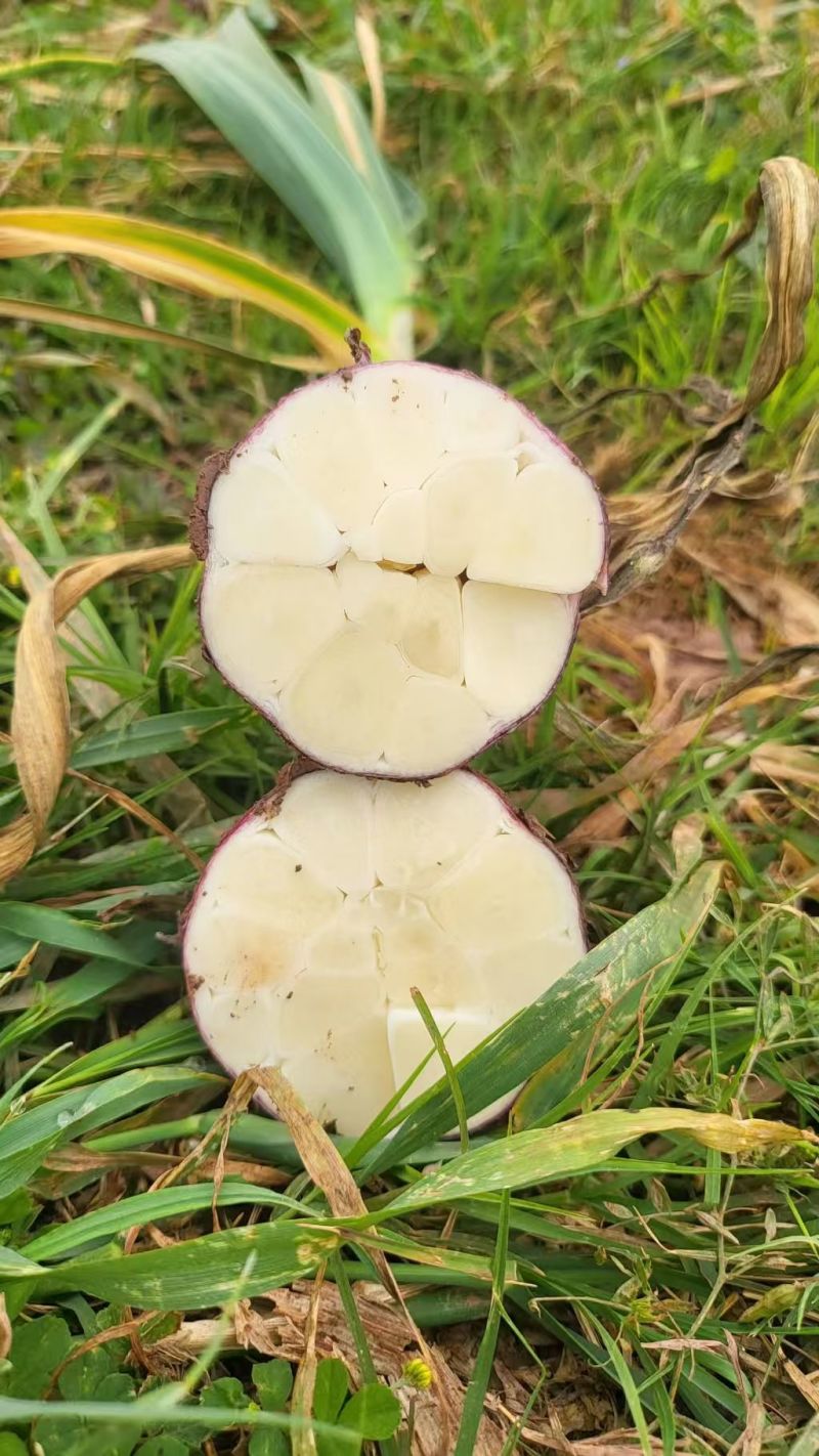 云南鲜大蒜精品紫皮蒜基地一手货源保质保量可视频