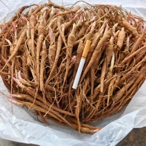 【精品】白芍苗大量批发品质好价格优火爆抢购中