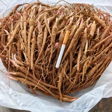 【精品】白芍苗大量批发品质好价格优火爆抢购中