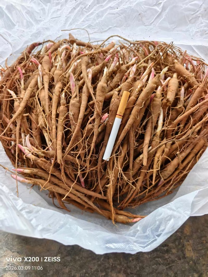 【精品】白芍苗大量批发品质好价格优火爆抢购中