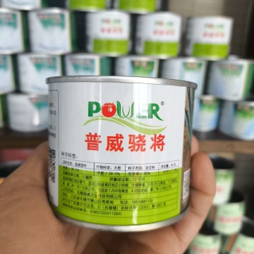 钢葱种子保质保量全程提供技术指导量大优惠