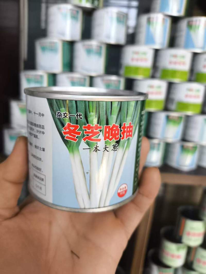 钢葱种子保质保量全程提供技术指导量大优惠