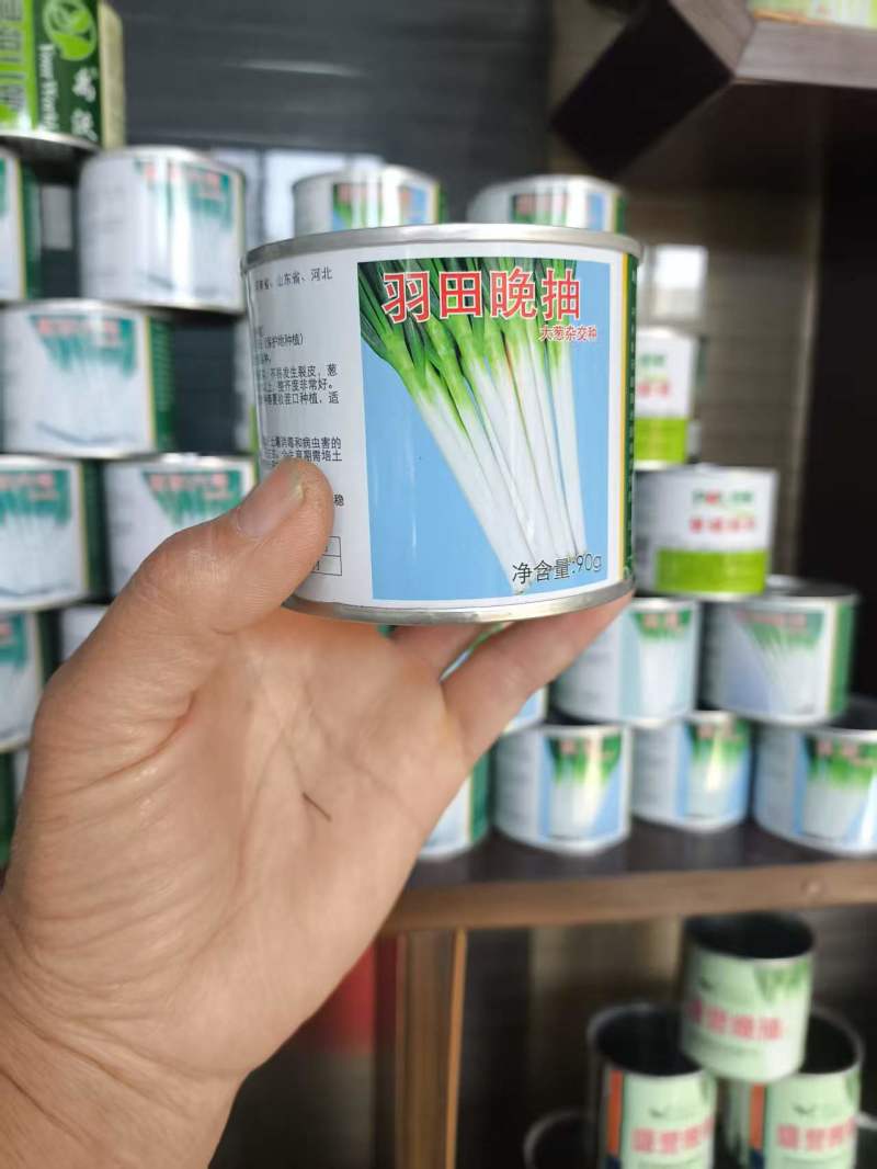 钢葱种子保质保量全程提供技术指导量大优惠
