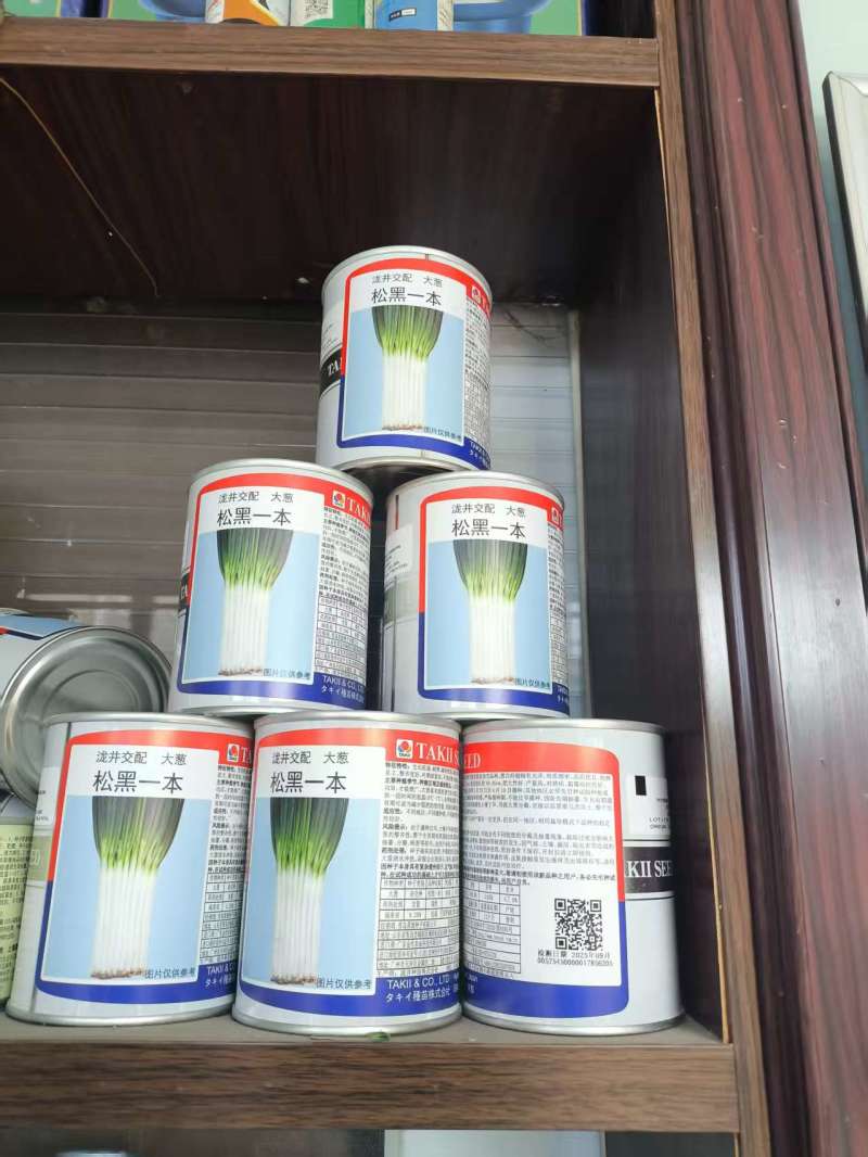 钢葱种子保质保量全程提供技术指导量大优惠