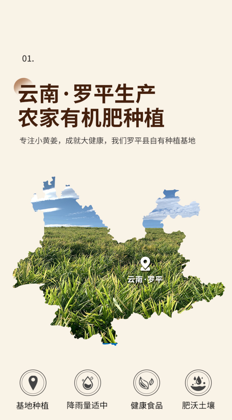 云南罗平小黄姜干姜片