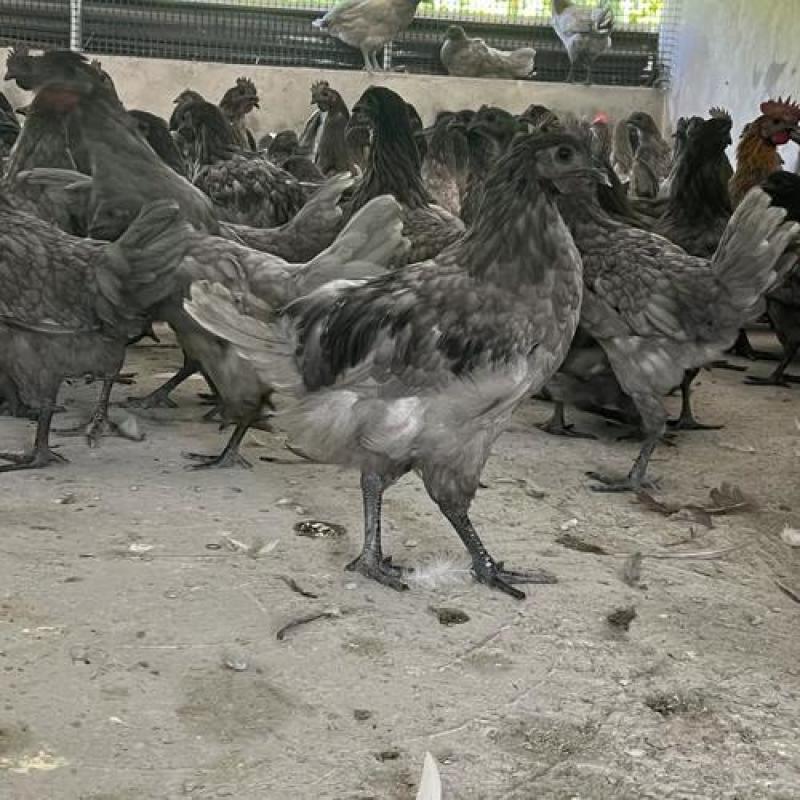 瓦灰鸡瓦灰公鸡苗场直发全国发货可视频看货