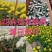 黄白菊花千头菊花清明祭祀菊花鲜切花黄菊花白菊花批发