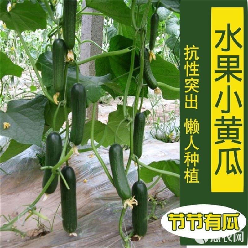 荷兰水果黄瓜种子味道鲜美口感爽脆节节有瓜