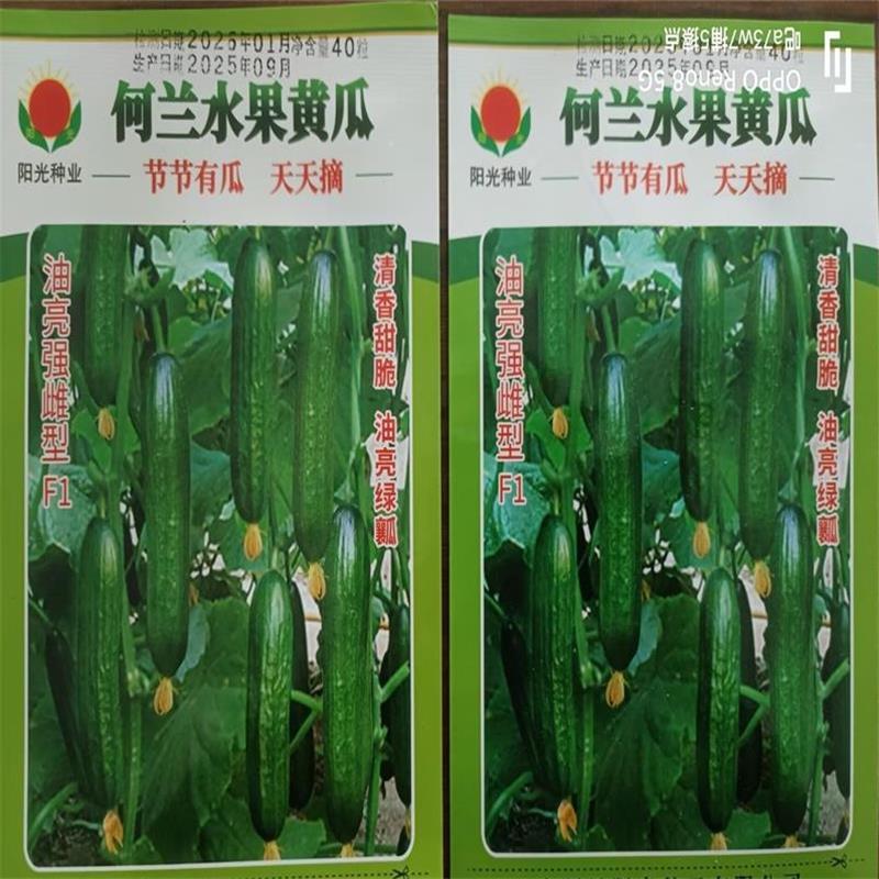 荷兰水果黄瓜种子味道鲜美口感爽脆节节有瓜