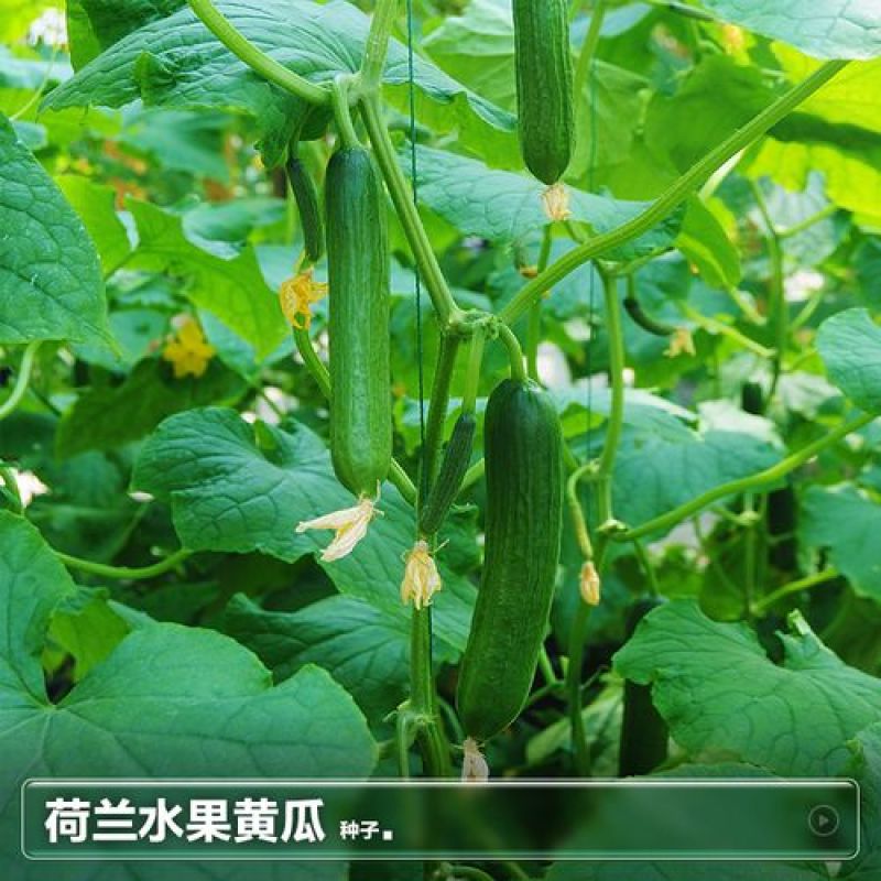 荷兰水果黄瓜种子味道鲜美口感爽脆节节有瓜