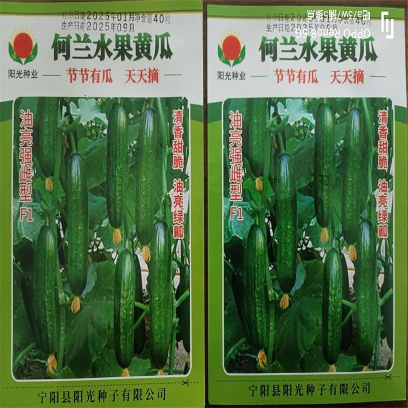 荷兰水果黄瓜种子味道鲜美口感爽脆节节有瓜