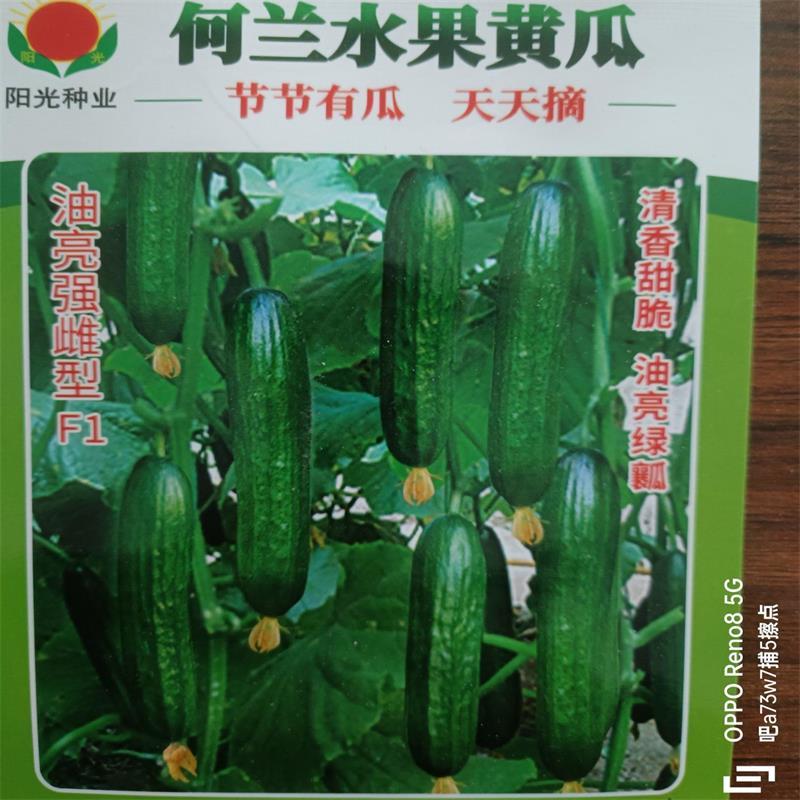 荷兰水果黄瓜种子味道鲜美口感爽脆节节有瓜
