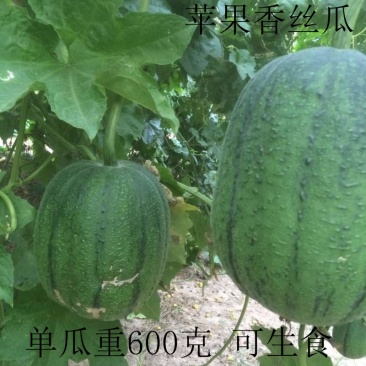 苹果香丝瓜种子杂交肉丝瓜肉厚可生吃的苹果丝瓜种子