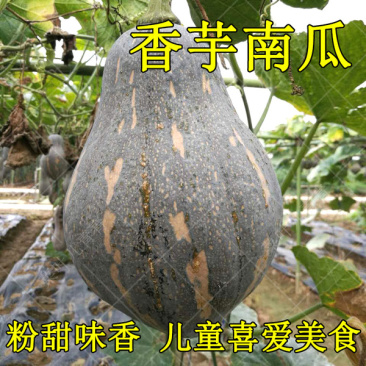 肉质细腻、味甜、香芋味浓的南瓜种子品种香芋南瓜种子