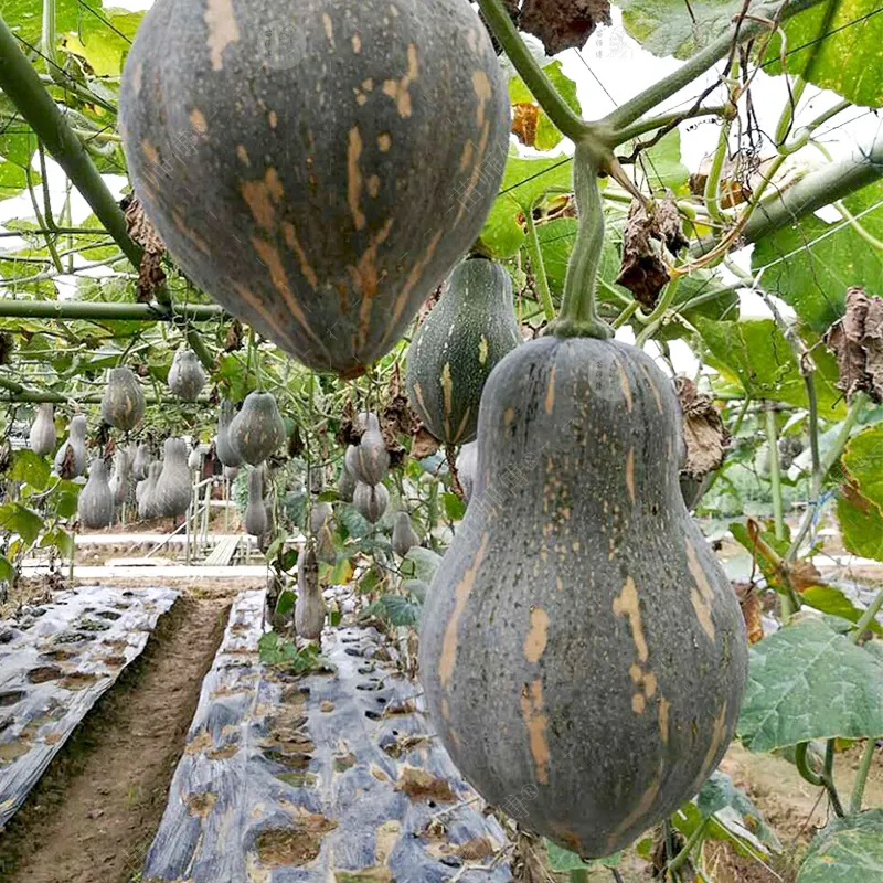 肉质细腻、味甜、香芋味浓的南瓜种子品种香芋南瓜种子