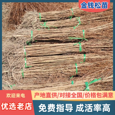 金钱松苗大量上市产地直发价格优惠支持视频看货成活率高