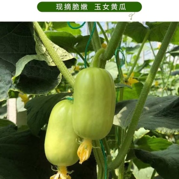 拇指水果黄瓜种子金童玉女水果黄瓜种子单瓜重30克