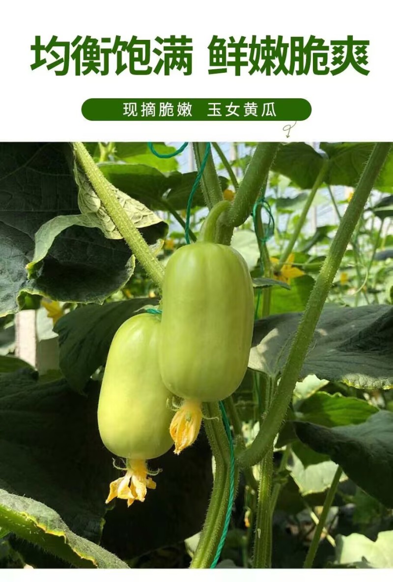 拇指水果黄瓜种子金童玉女水果黄瓜种子单瓜重30克