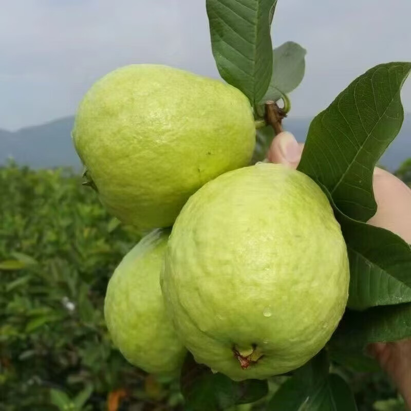 广东白心芭乐果番石榴当季新鲜水果抖音团购批发一件代发