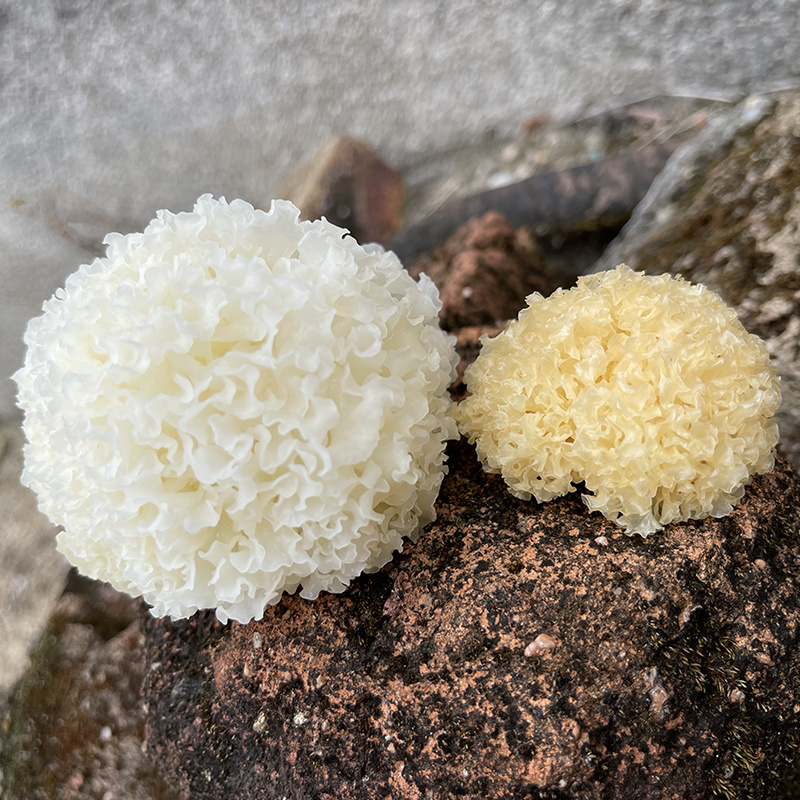 椴木小银耳干货古田白木耳农家雪耳无熏硫丑耳莲子羹材料