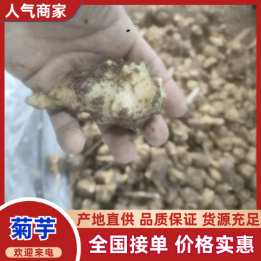 大量库存洋姜菊芋鬼子姜。保证新鲜长期有货