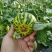 【精选】花蕾甜瓜花美人山东花蕾甜瓜包熟对接全国市场
