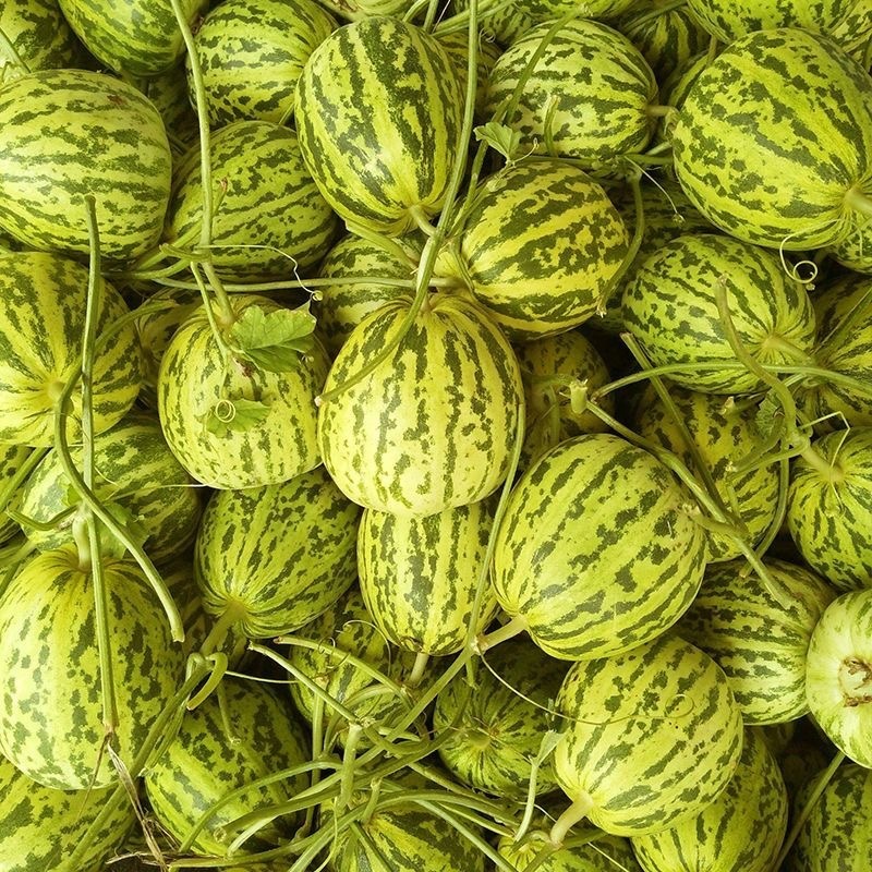 【精选】花蕾甜瓜花美人山东花蕾甜瓜包熟对接全国市场