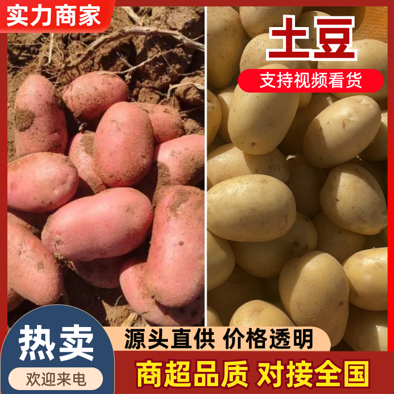 精品迷你小土豆电商市场边贸出口加工种植1一2，2一4大货