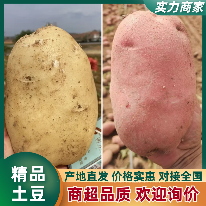 土豆沃土五，V7，实验一，希森6，雪川红。可视频看货