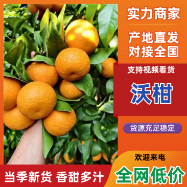 【实力商家】沃柑云南沃柑现摘现发保质保量皮薄多汁