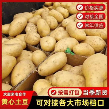 山东土豆批发/黄心黄皮【荷兰十五土豆】规格齐全/全国发货