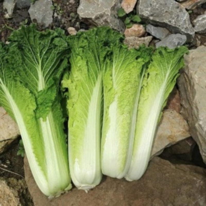 云南秋绿60白菜基地直发保质保量可视频看货