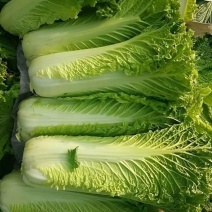 云南秋绿60白菜基地直发保质保量可视频看货