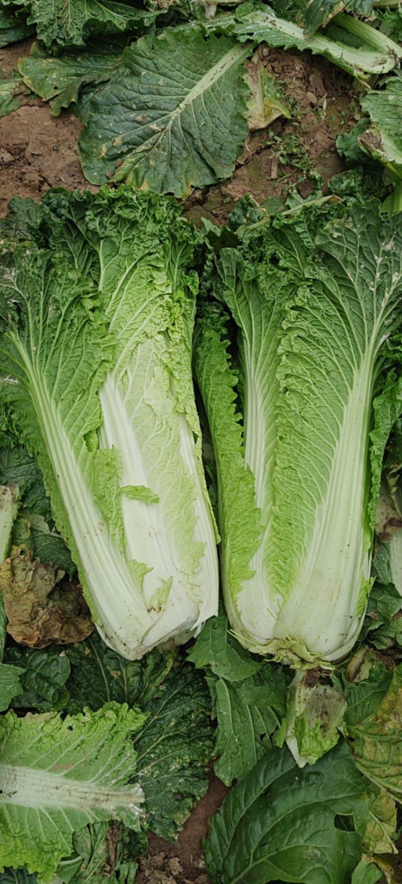 云南秋绿60白菜基地直发保质保量可视频看货