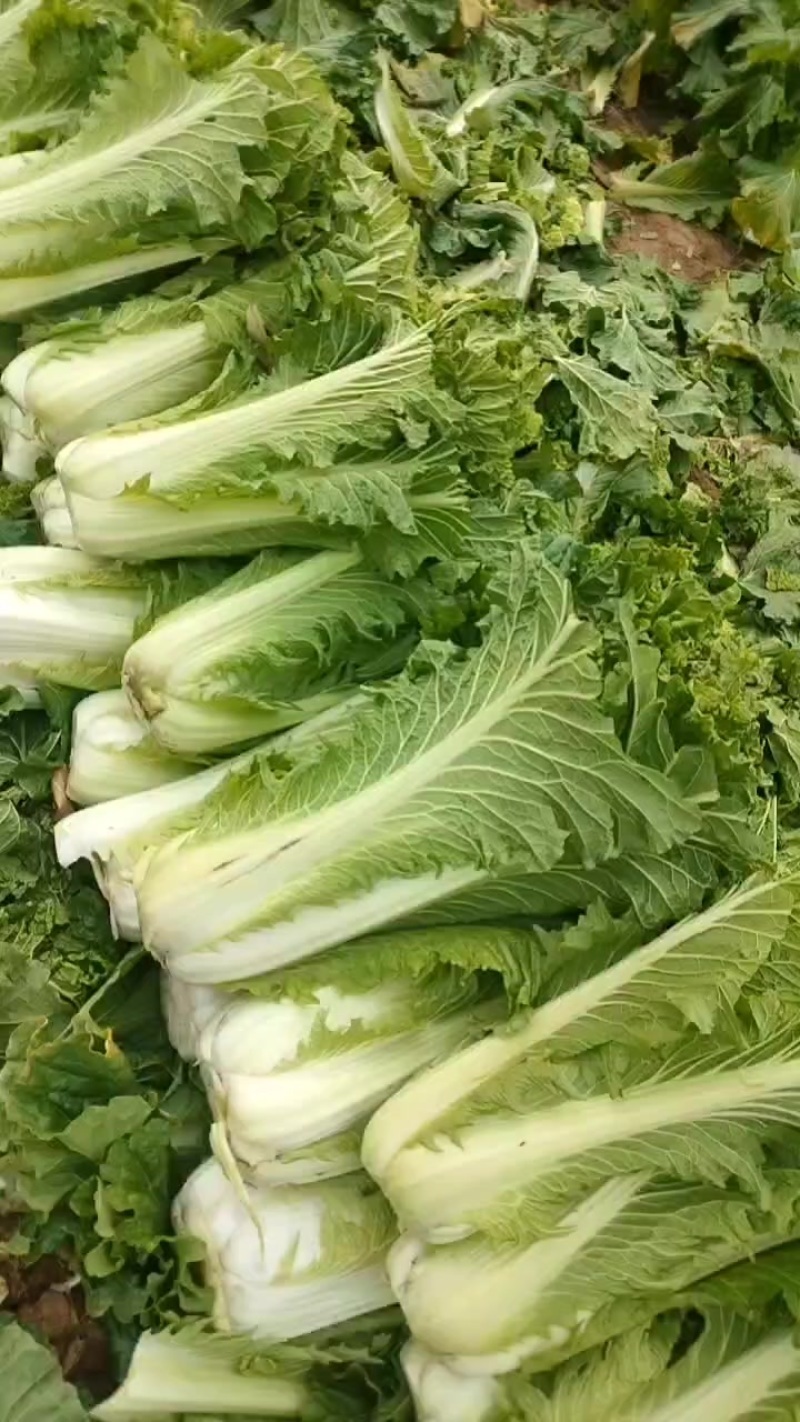 云南秋绿60白菜基地直发保质保量可视频看货