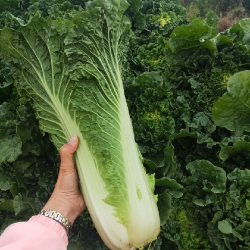 云南秋绿60白菜基地直发保质保量可视频看货