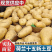 黄皮黄心土豆【新土豆】荷兰十五土豆/山东土豆/全国发货