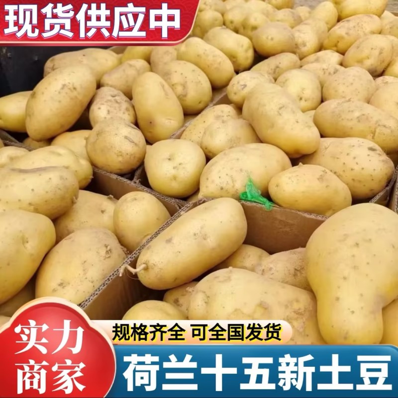 黄皮黄心土豆【新土豆】荷兰十五土豆/山东土豆/全国发货