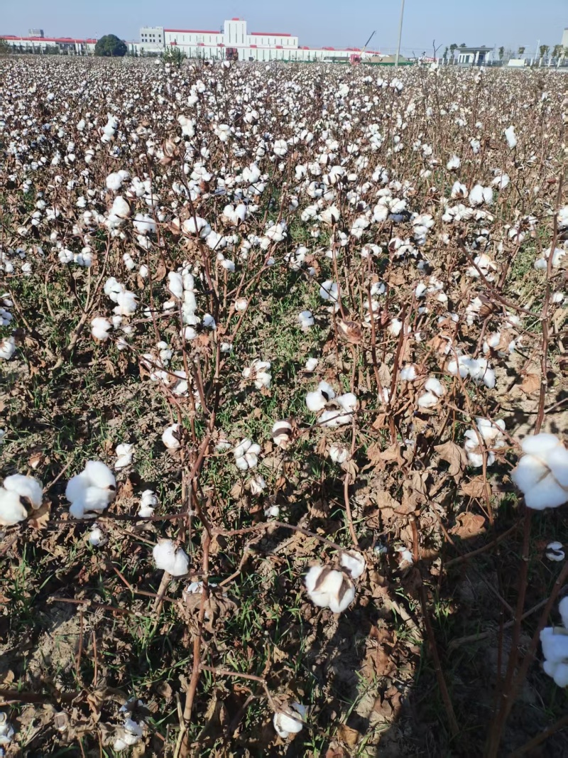皮棉厂家直发规格齐全保质保量质检报告齐全量大优惠