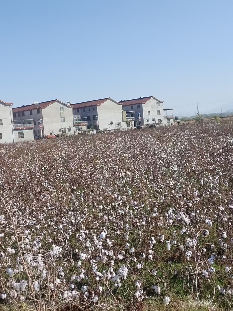 皮棉厂家直发规格齐全保质保量质检报告齐全量大优惠