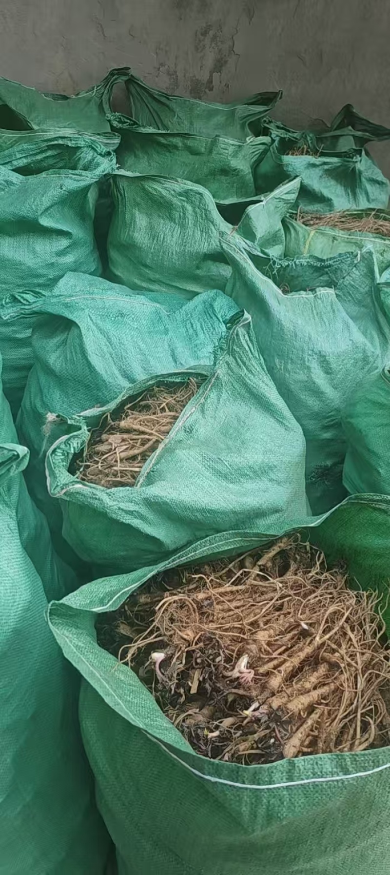 甘肃肉独活种苗基地直供品质保证，成活率高技术指导，发全国