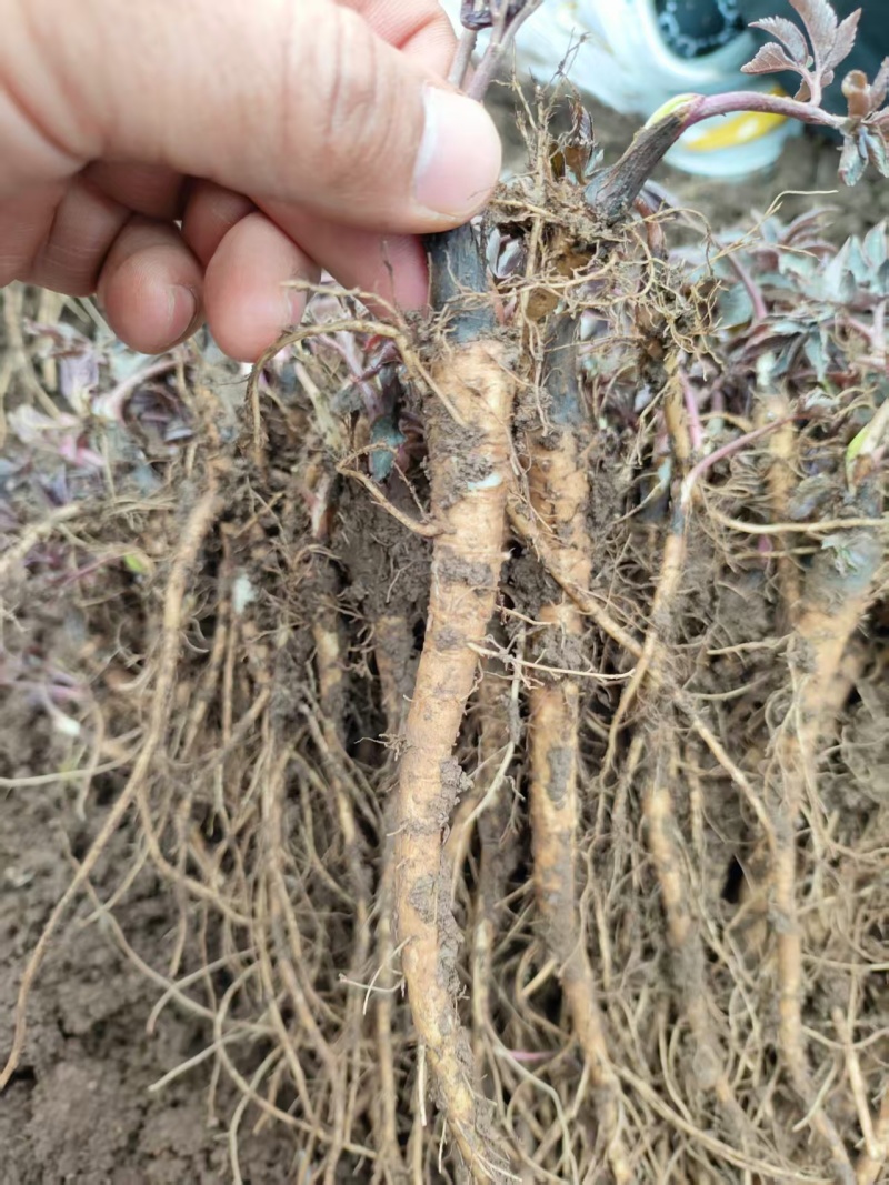 甘肃肉独活种苗基地直供，技术指导，可视频看货，欢迎电联