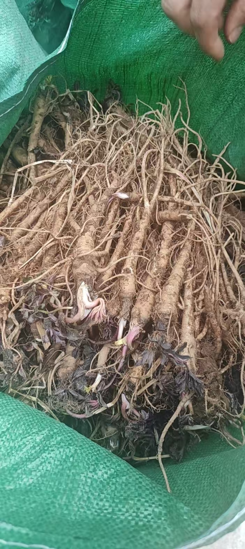 甘肃肉独活种苗基地直供，技术指导，可视频看货，欢迎电联