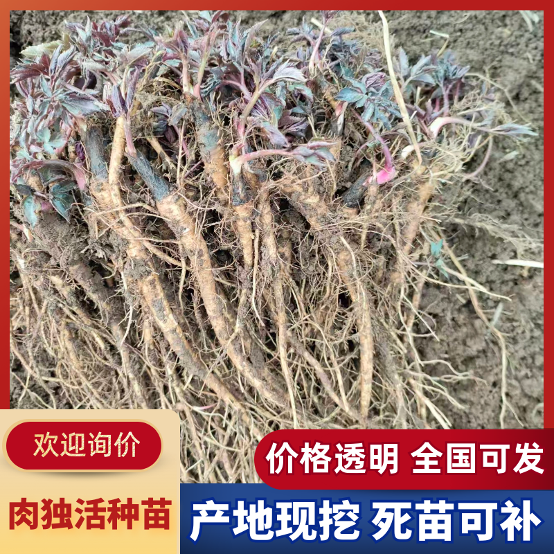 甘肃肉独活种苗基地直供，技术指导，可视频看货，欢迎电联